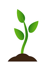 mature seedling